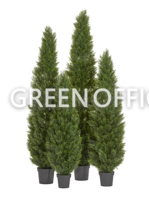 Туя Брабант пушистая уличная - Фото 9