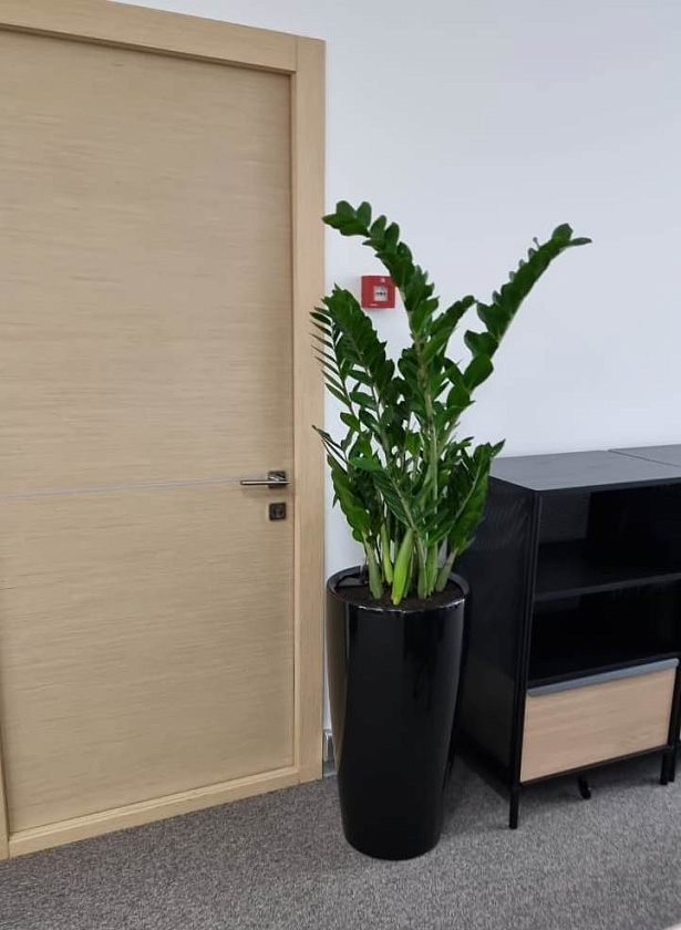 Замиакулькас в кашпо Lechuza Rondo 32_1