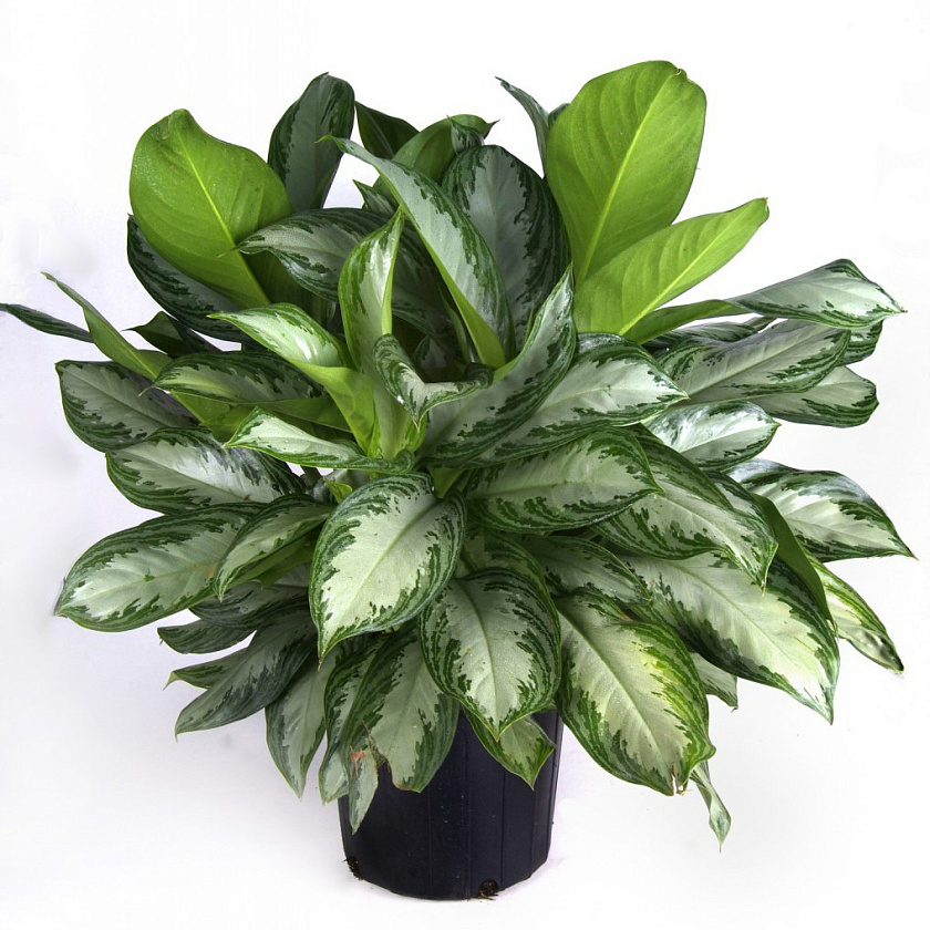 Аглаонема Сильвер Бей_3