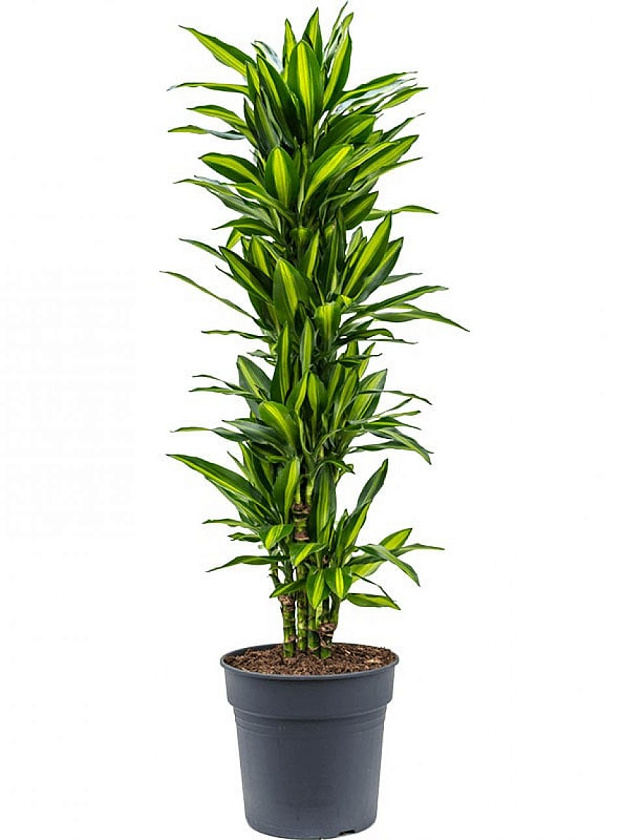 Драцена Чинто бранч_2