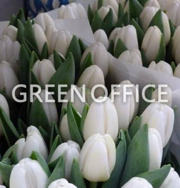 Тюльпаны в ассортименте - Фото 16