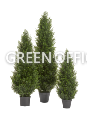 Туя Брабант пушистая уличная - Фото 10