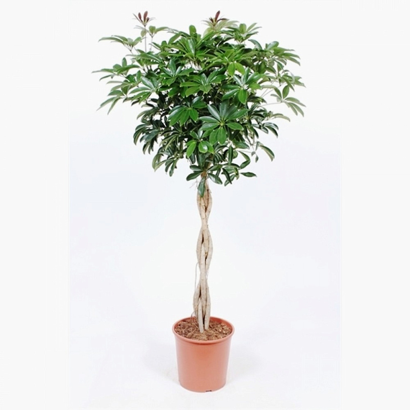 Шеффлера Компакта твист_