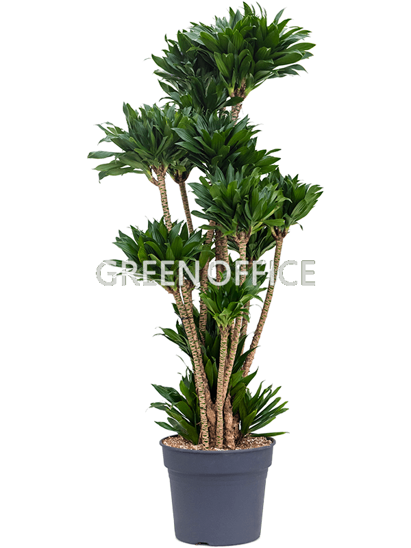 Драцена Компакта бранч - Фото 2