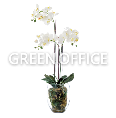 Орхидея Фаленопсис белая (иск.) с мхом, корнями, землёй 85см - Фото 1