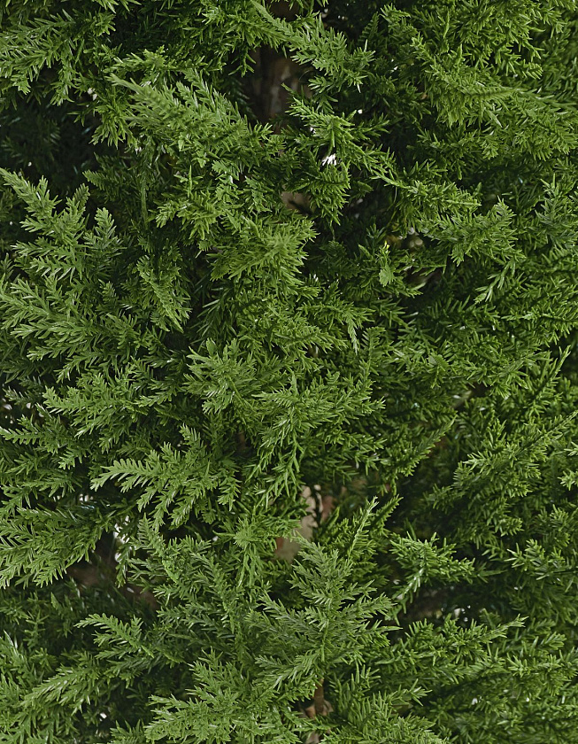 Кипарис Тауэр Элегант уличный_6