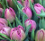 Тюльпаны двойные в ассортименте - Фото 7