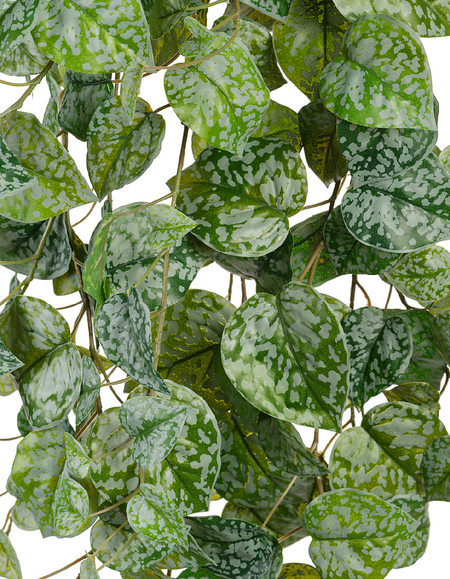 Сциндапсус Пиктус серебристо-зелёный_