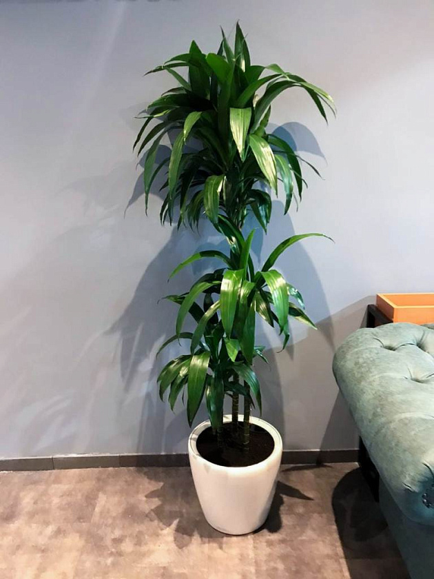 Драцена Джанет Крейг 3 ствола в кашпо Lechuza Classico LS 35_