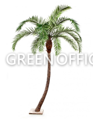 Финиковая пальма Гигантская изогнутая - Фото 1