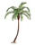 Финиковая пальма Гигантская изогнутая - Фото 1