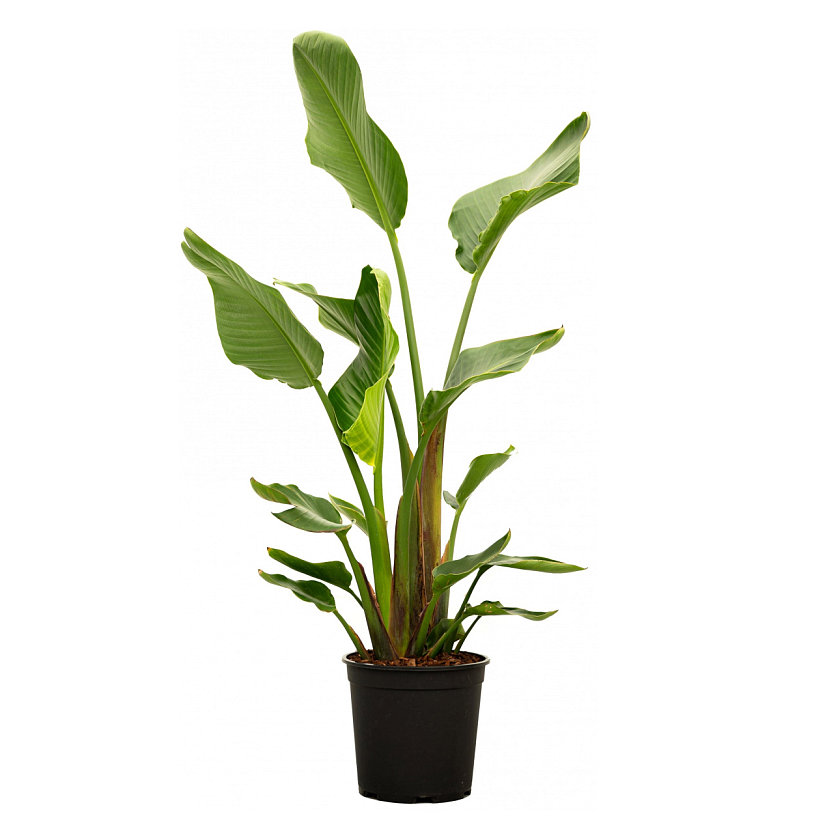 Стрелиция Николая_1