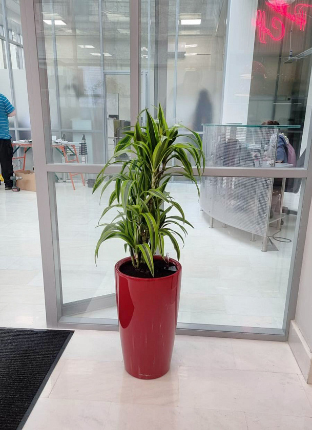 Драцена Лемон Лайм бранч в кашпо Lechuza Rondo 32_