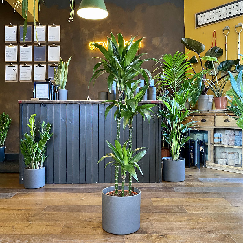 Драцена Джанет Крейг 3 ствола_2