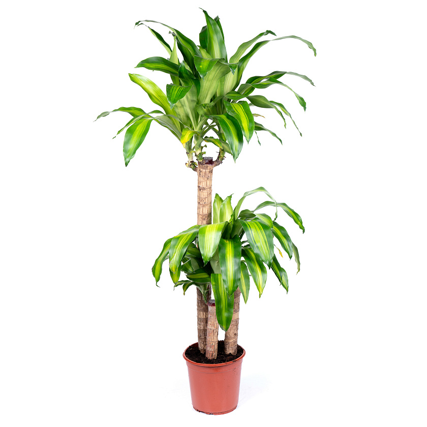 Драцена Фрагранс Массанджеана 3 ствола_