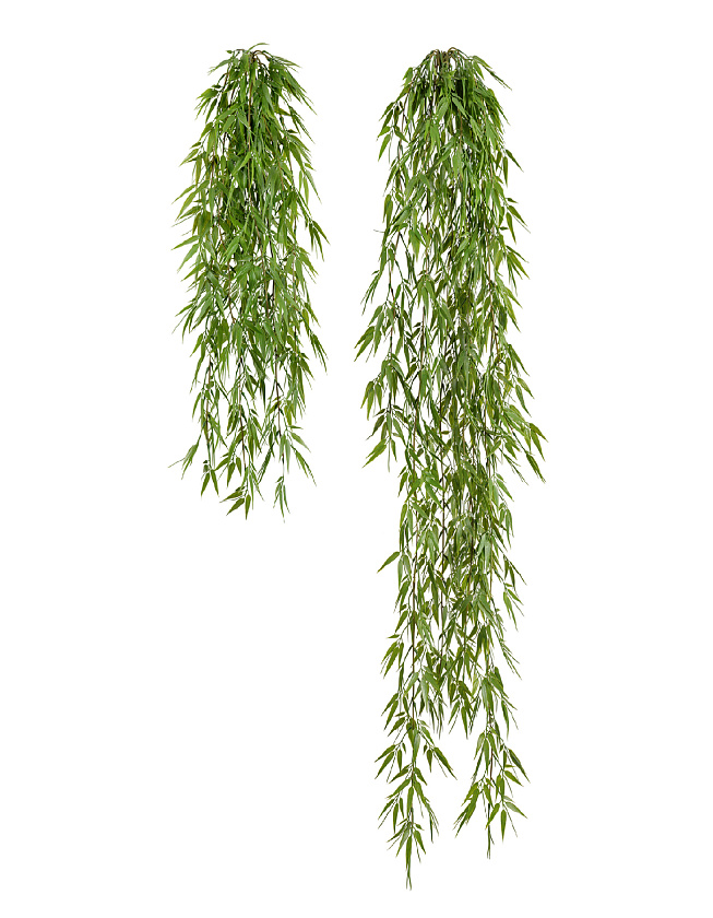 Бамбук ампельный_