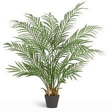 Пальма Арека Форест_