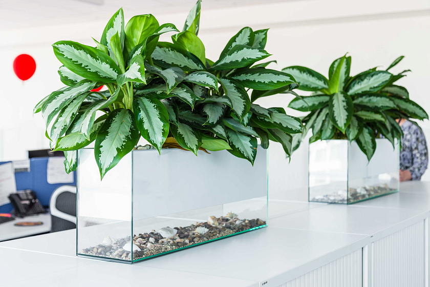 Аглаонема Паттайя Бьюти_3