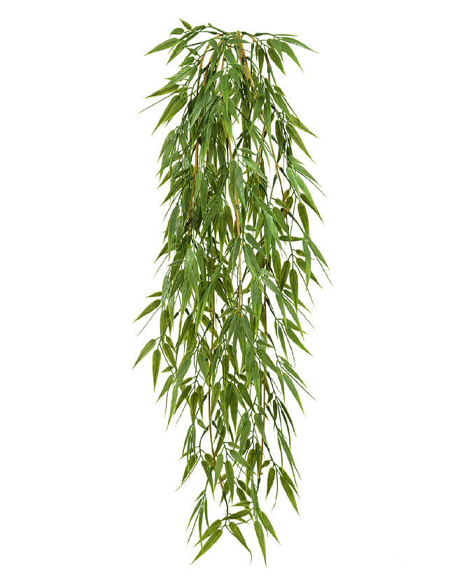 Бамбук ампельный_1