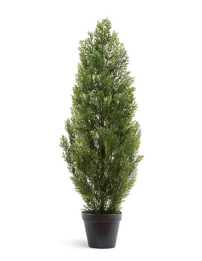 Туя Эйр Элеганс уличная_5