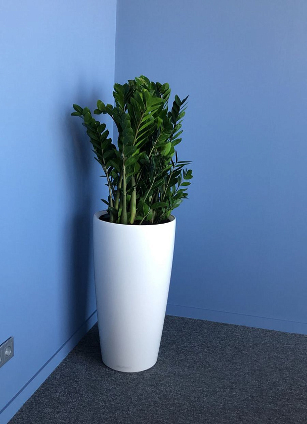 Замиакулькас  в кашпо Lechuza Rondo 40_