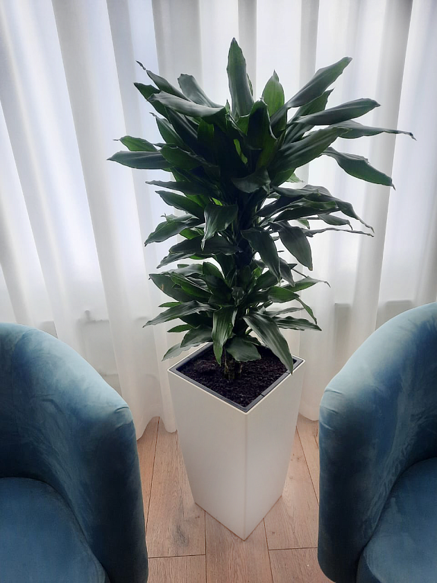 Драцена Джанет Линд бранч в кашпо Lechuza Cubico COLOR 30_1