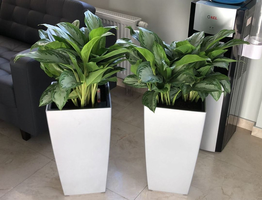 Аглаонемы Сильвер Бей в кашпо Lechuza Cubico 40_2