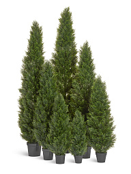 Туя Брабант пушистая уличная