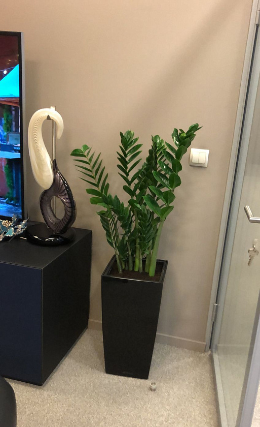 Замиакулькас в кашпо Lechuza Cubico 30_