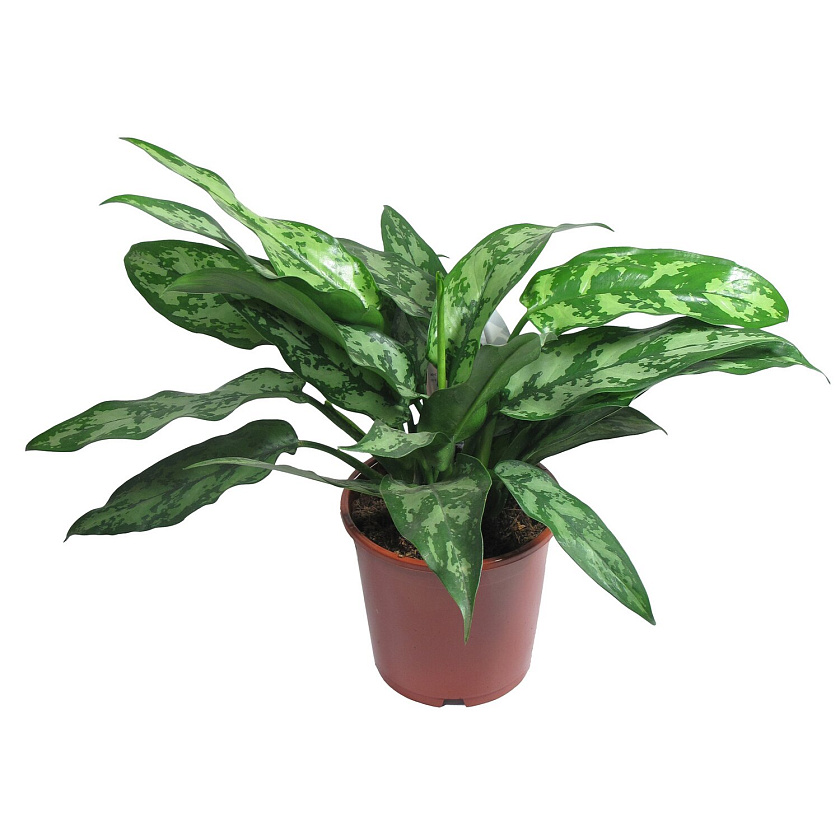 Аглаонема Мария_2