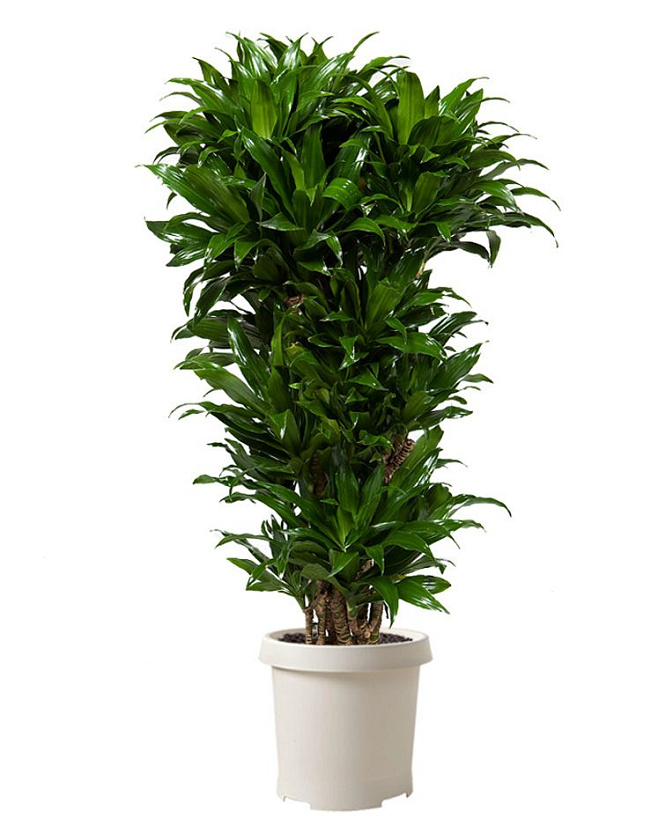 Драцена Компакта бранч_3