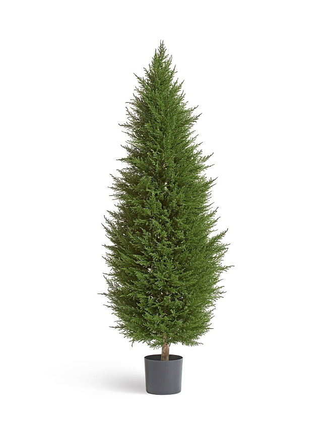 Кипарис Тауэр Элегант уличный_2