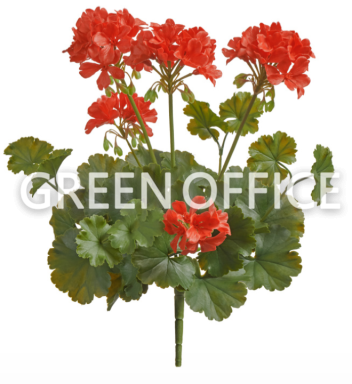 Герань красная цветущий куст (UV-фильтр) - Фото 1