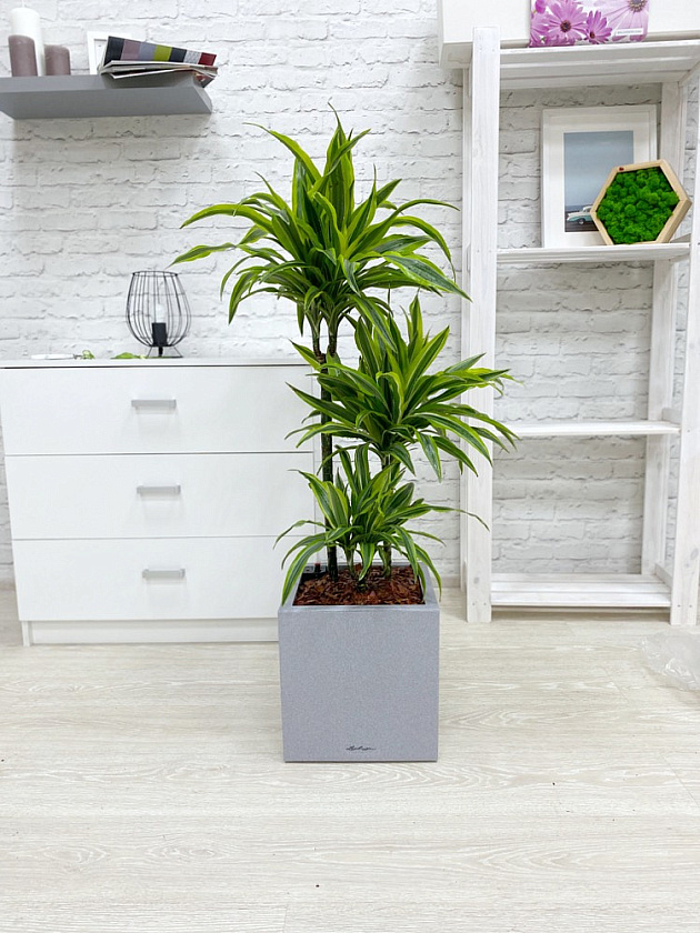 Драцена Лемон Лайм 3 ствола_2