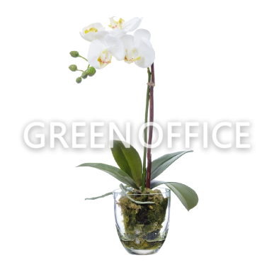 Орхидея Фаленопсис белая (иск.) с мхом, корнями, землёй 40см - Фото 1