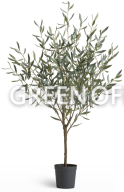 Олива Топиари Нэйчерел (серия Prime) - Фото 1