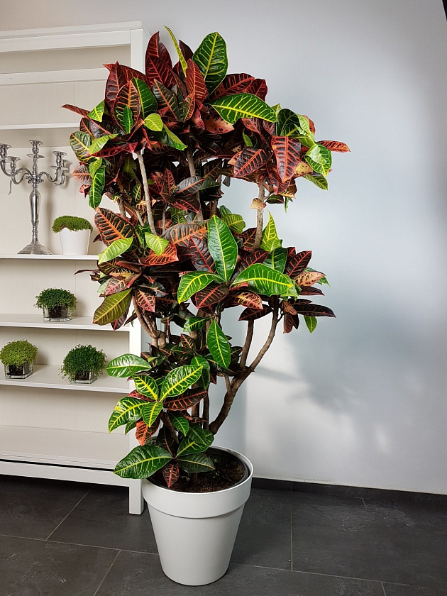 Кротон (Кодиеум) Петра_5