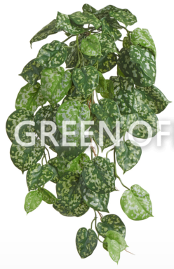 Сциндапсус Пиктус куст ампельный (серия FR - огнезащита) - Фото 1