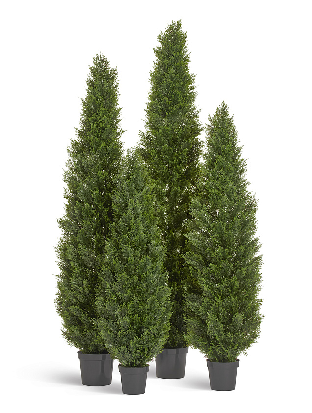 Туя Брабант пушистая уличная_11