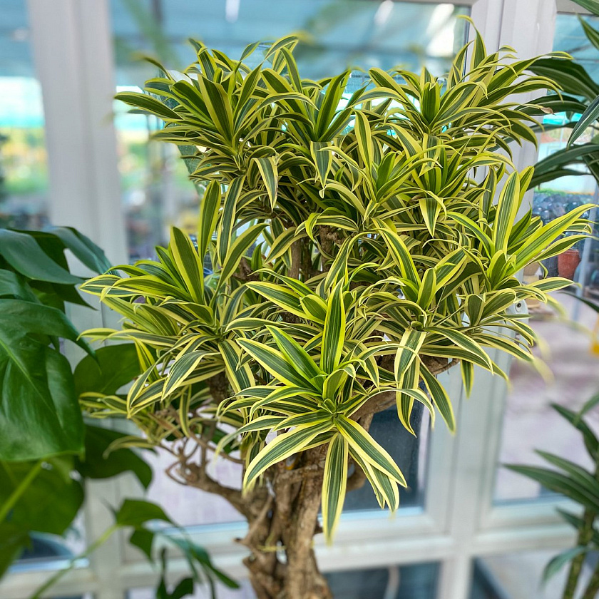 Драцена Песня Индии_4