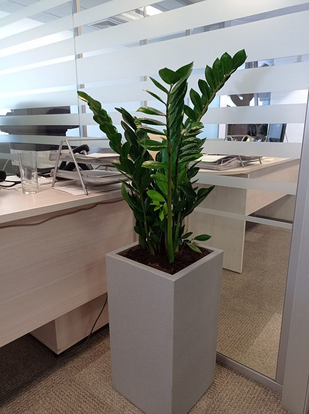 Замиакулькас в кашпо Lechuza CANTO Stone high 30_1