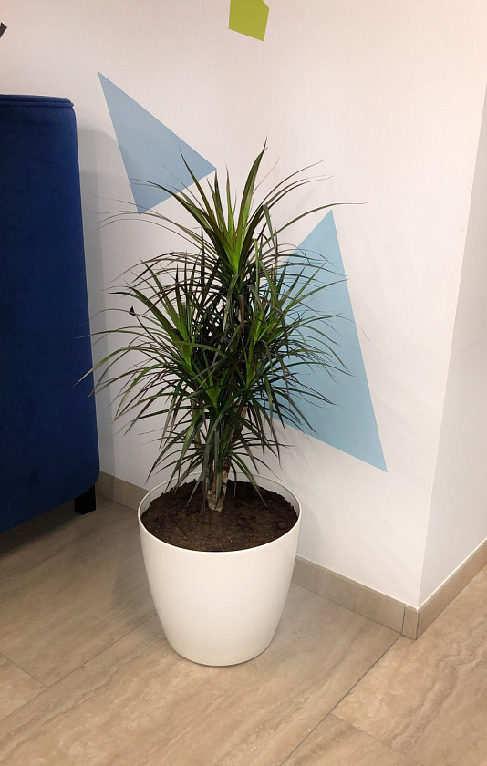 Драцена Маргината бранч в кашпо Lechuza Classico Color 35_