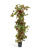 Виноградная лоза с красным виноградом 160 - Фото 1