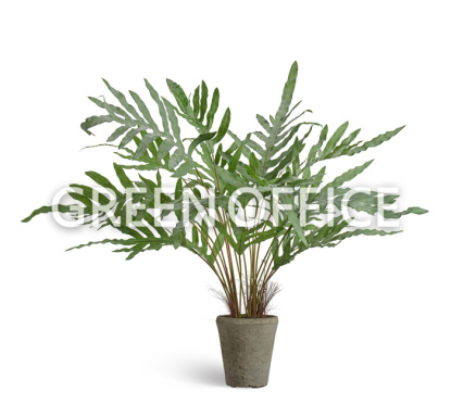 Папоротник Рэббит Фут в керамическом кашпо - Фото 1