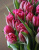 Тюльпаны двойные в ассортименте - Фото 2