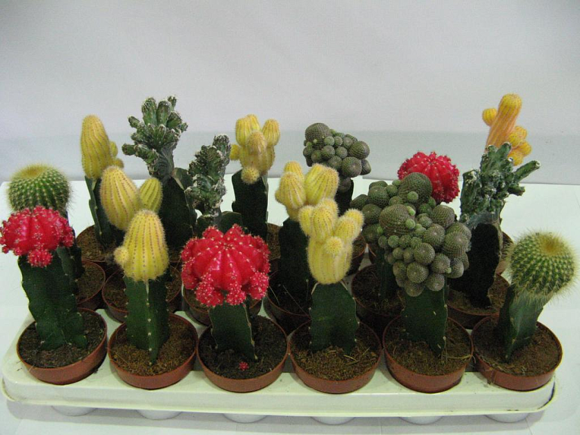 Гимнокалициум ассорти_2