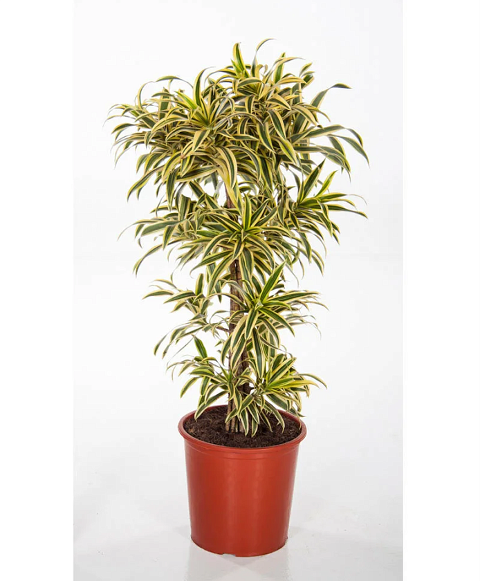 Драцена Песня Индии_2