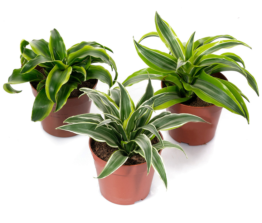 Драцена ассорти_5