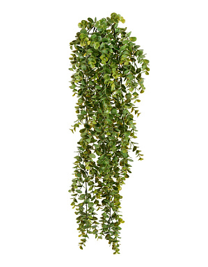 Эвкалипт зеленый большой куст ампельный