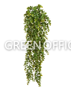 Эвкалипт зеленый большой куст ампельный - Фото 1